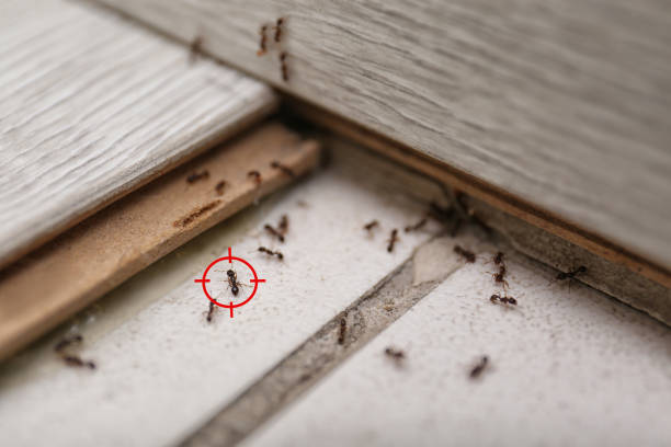 Best Cockroach Control Services  in Hesston, KS