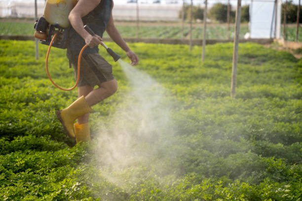 Wasp Removal Services in Hesston, KS