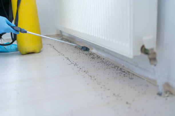 Best Insect Control  in Hesston, KS